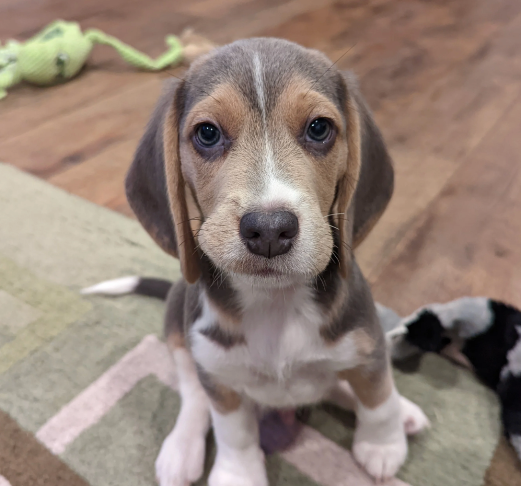 Smug beagle puppy